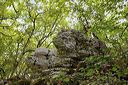 Les Vans (Ardèche) Bois de Païolive