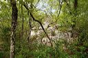 Les Vans (Ardèche) Bois de Païolive