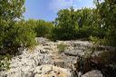 Les Vans (Ardèche) Bois de Païolive