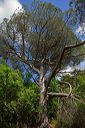 Forêt de Chiavari : eucalyptus