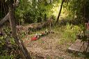 Forêt de Chiavari : cimetière sauvage