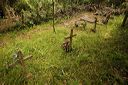 Forêt de Chiavari : cimetière sauvage