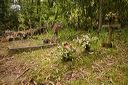 Forêt de Chiavari : cimetière sauvage