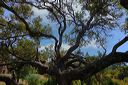 Arbre du maquis