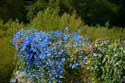 Bouquet RVB à Vogüé (Ardèche)