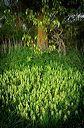 Arbre et sous-bois