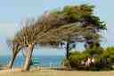 Oléron, arbre déformé par le vent